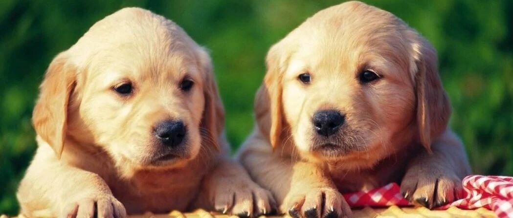 不敢相信！还有养了狗不跟狗说话的？！