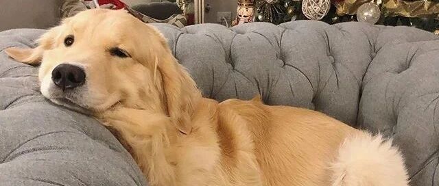 养狗有哪些不开心，说出来让大家开心开心！