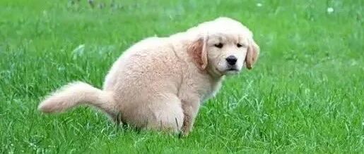 这9个关于狗狗的有趣冷知识，你知道几个？