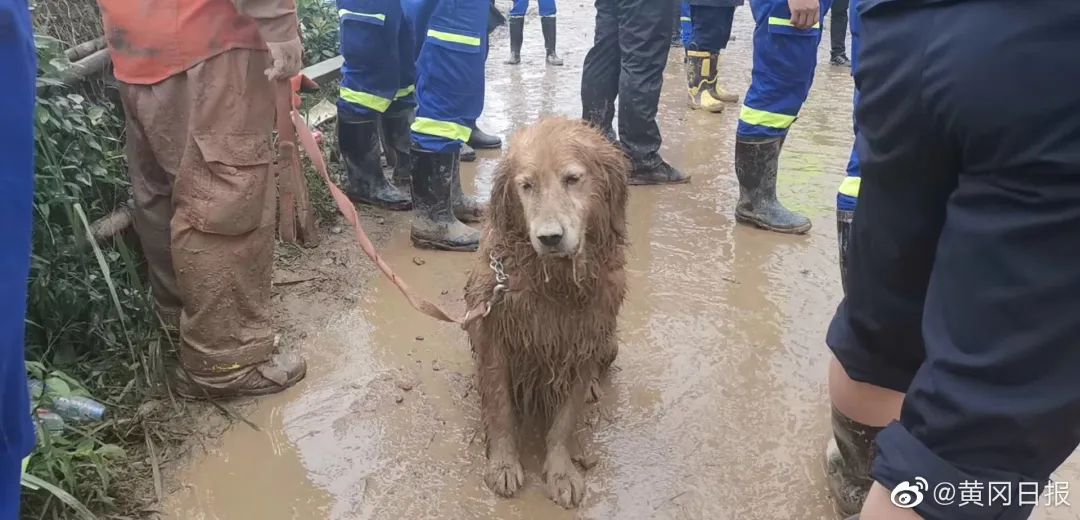 搜救犬延續工作10小時！不要在災難發生後才知道它們的好… 寵物 第4張