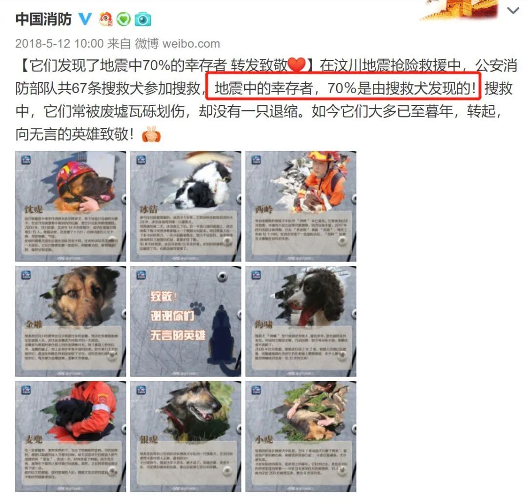 搜救犬延續工作10小時！不要在災難發生後才知道它們的好… 寵物 第23張