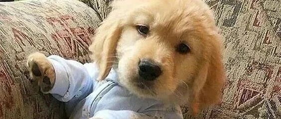 狗狗过年倒计时！这4个注意事项捡屎官们都知道吗？