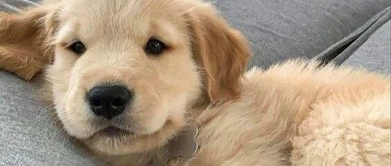 人前装瘸，人后健步如飞，养只聪明狗真的太挑战人类极限了...