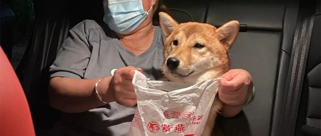 误会狗了！口水流成瀑布不一定是嘴馋，也可能是晕车……