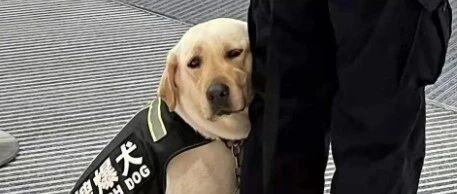 打工狗上班摸鱼被抓，又心疼又好笑！