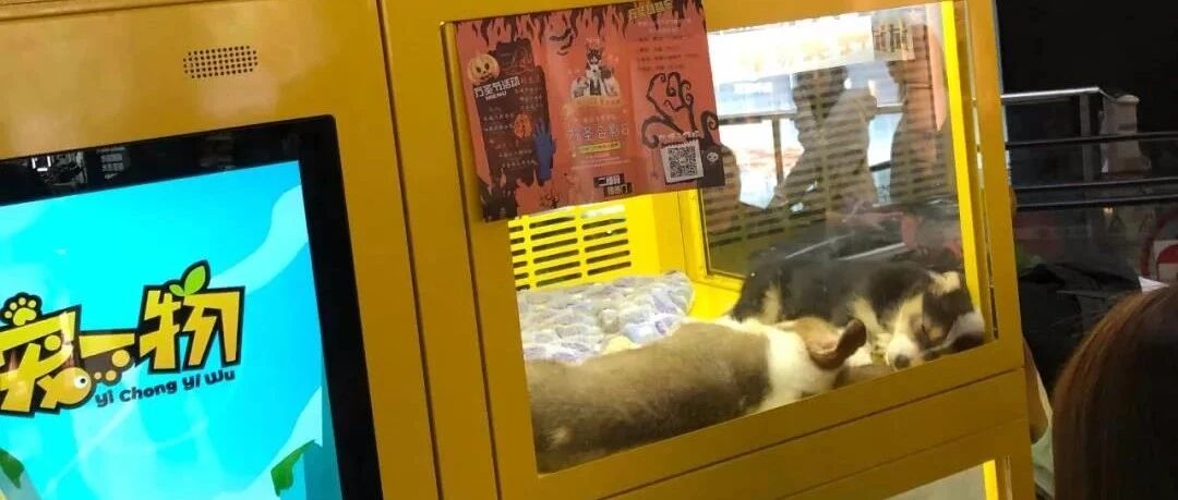 愤怒！商场把猫狗关进扭蛋机作为游戏奖励，生命不应该被轻视！