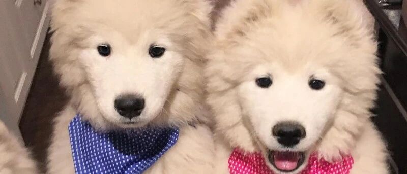 老人被狗绳绊倒身亡，人民法院报：养狗要牵绳，伤人要担责！