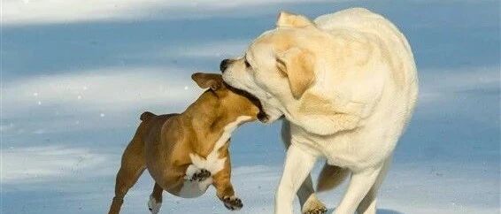 偷大鹅、喝白酒、拆警察局...2021年度沙雕狗狗新闻大盘点！