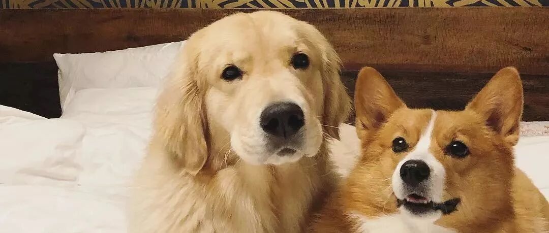 不愿归还被偷的狗狗，这对成都情侣竟然当着主人的面把狗活活摔死...