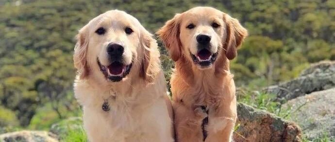 狗子尾随陌生人一路，难道狗也会认错主人吗？