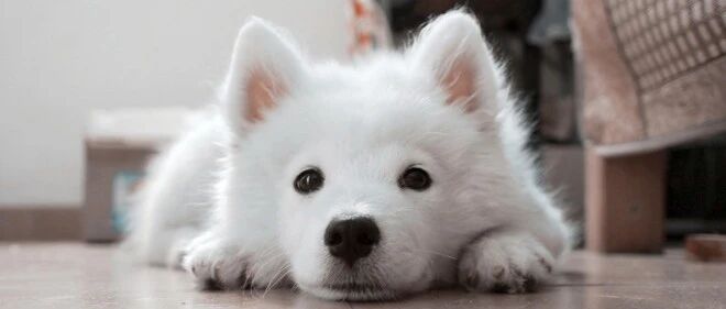 主人一走就狼嚎，平时的乖乖狗是怎么了？