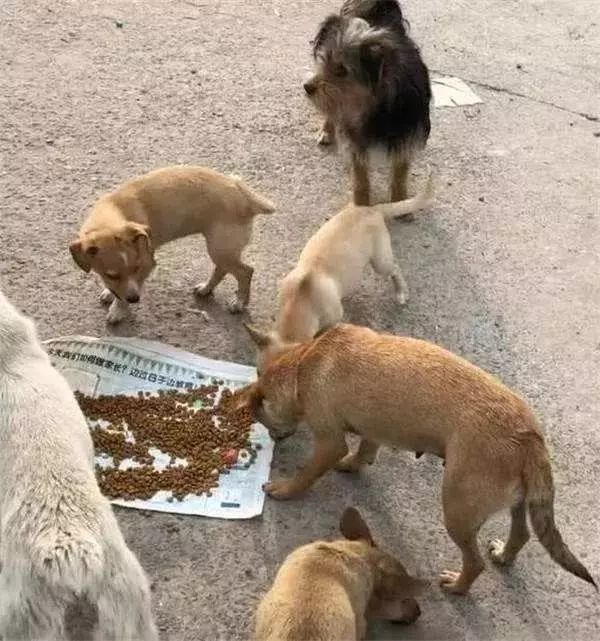 被拋棄的狗狗在風雨中守著它全部的家當，丟狗很簡單，它們要獨自熬過冬天卻很難… 寵物 第18張