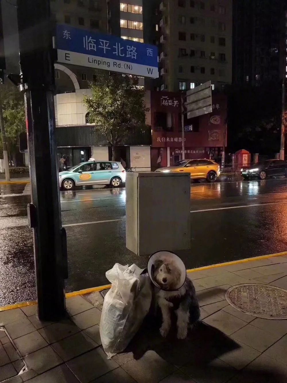 被拋棄的狗狗在風雨中守著它全部的家當，丟狗很簡單，它們要獨自熬過冬天卻很難… 寵物 第2張