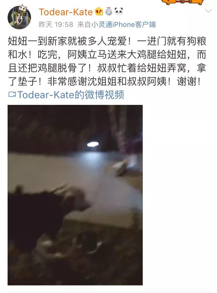 被拋棄的狗狗在風雨中守著它全部的家當，丟狗很簡單，它們要獨自熬過冬天卻很難… 寵物 第4張