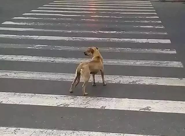 被拋棄的狗狗在風雨中守著它全部的家當，丟狗很簡單，它們要獨自熬過冬天卻很難… 寵物 第5張