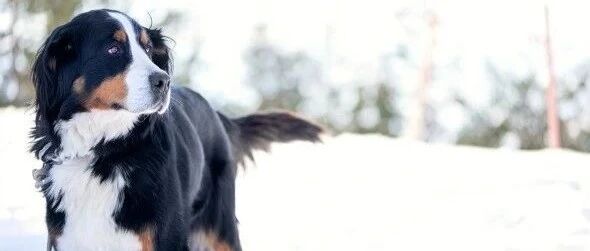 深圳小区11只狗遭毒死！警方回应：已介入调查！