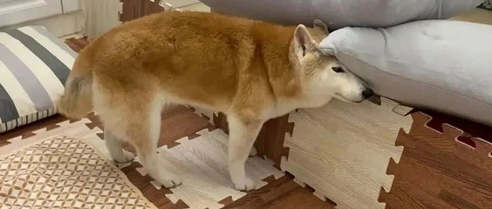 唤狗毫无反应、不停原地转圈……不要急着生气，你的狗狗可能患上了老年痴呆！