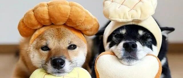 每次摸狗都是一场“爱的电击”，冬天撸狗真是太难了！