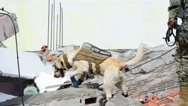 救出50多人的英雄狗狗 Frida 退休了，墨西哥為它立雕像！ 未分類 第3張
