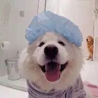 萨摩毛毯，你值得拥有！