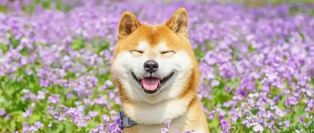 春天到！这些东西可得离狗狗远一点！