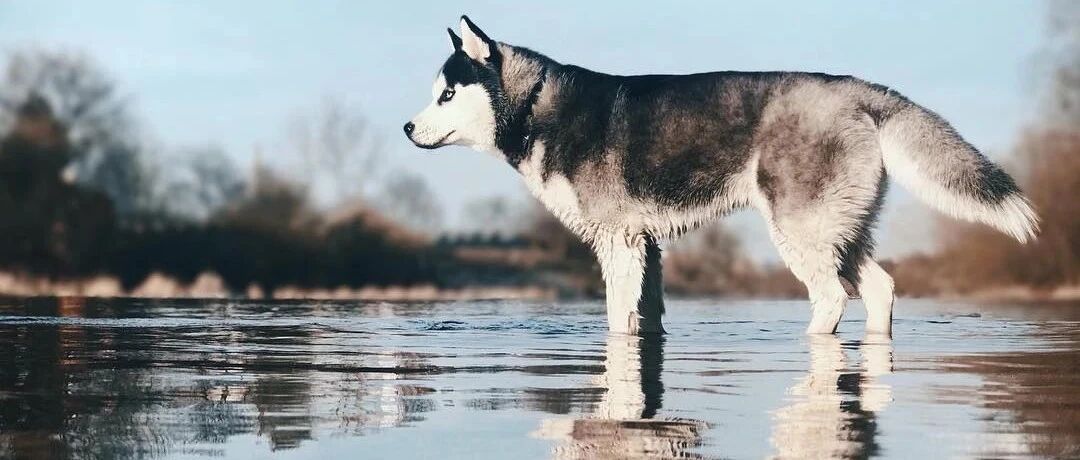 这个无数狗狗用生命换来的教训，竟然还有人不知道...