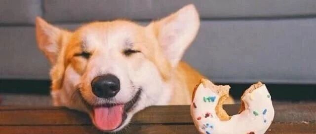 狗狗偷东西能算偷吗？