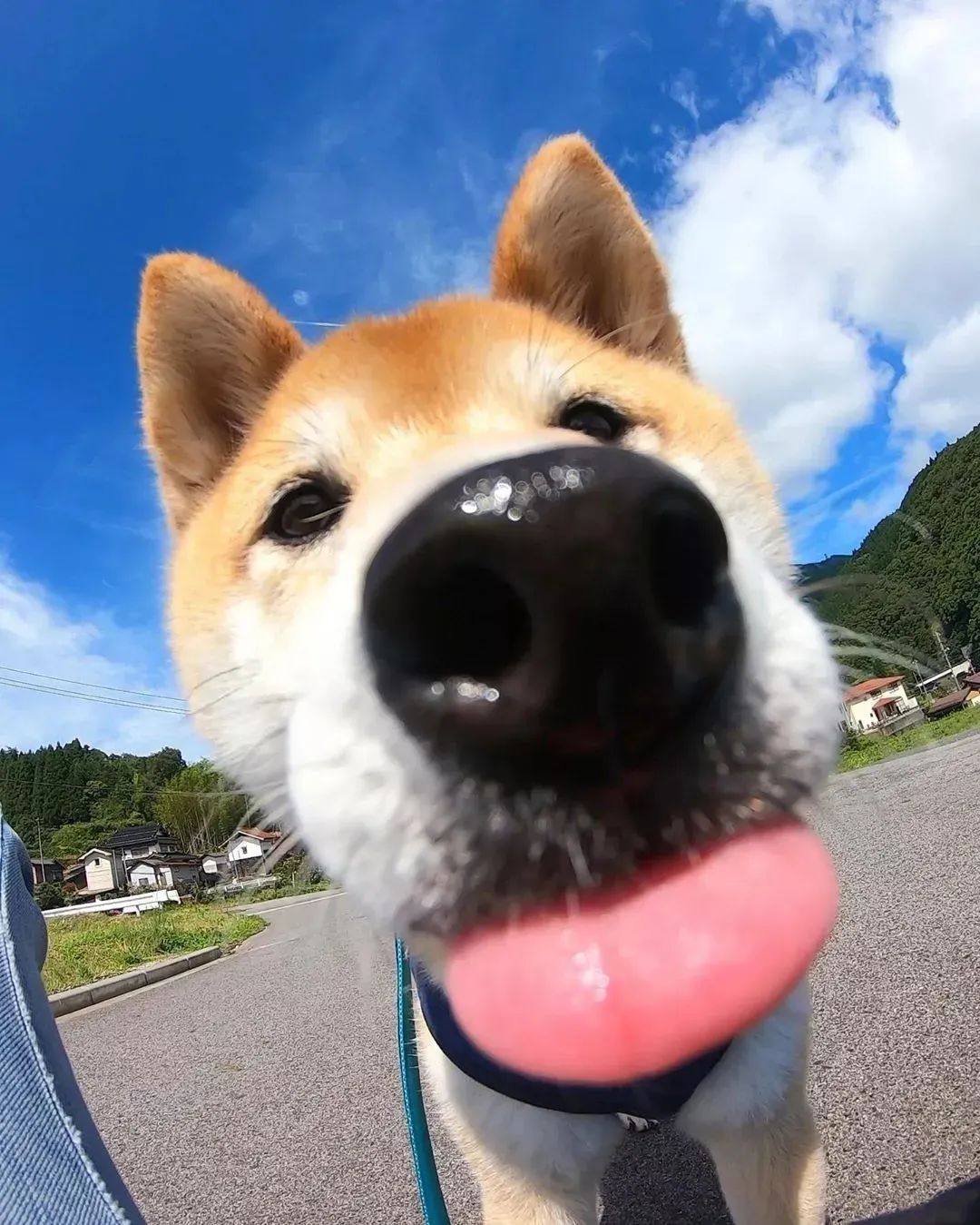 小狗沐浴的当晚可以在床上睡觉