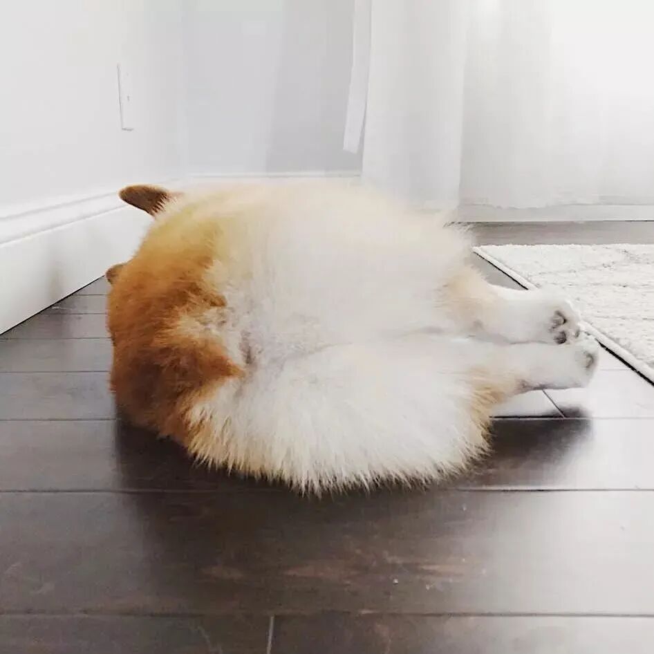 小狗沐浴的当晚可以在床上睡觉