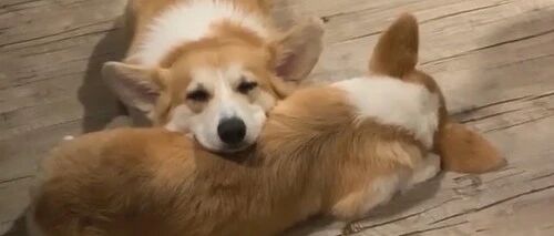 柯基寄养时被活活打死，宠物店竟谎称是心脏病？