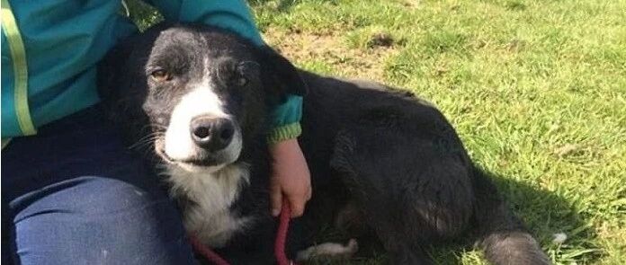 离家40公里狗狗走丢，一个月后奇迹般出现在家门口…