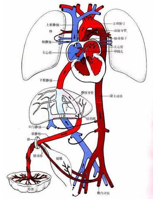 脐静脉位置图片