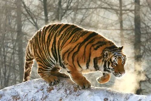 生肖年是按照农历算还是阳历算_98年生肖_生肖年龄对照表2024