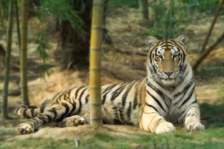 生肖年是按照农历算还是阳历算_98年生肖_生肖年龄对照表2024