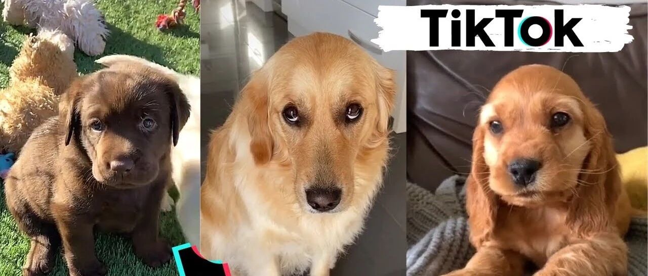 TikTok上残忍虐宠挑战盛行，涉巨大利益链，英国最高判5年！