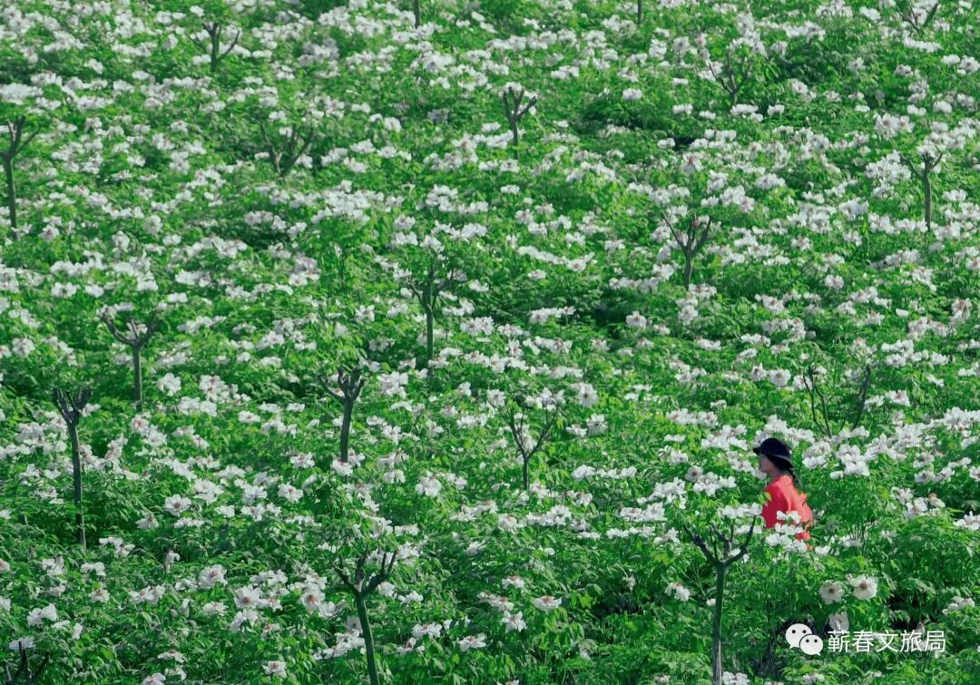 一起开启春日寺突ㄓ伟蓗扫码进入黄冈文旅地图英山天马寨野樱花