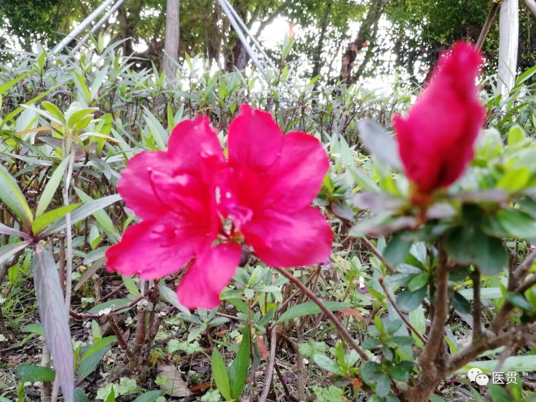 名家医案丨“柴胡桂枝干姜汤”医案汇总（18则）