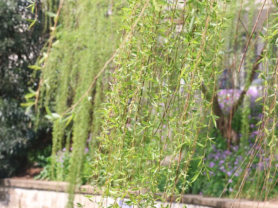 百布堂·小滿(mǎn)