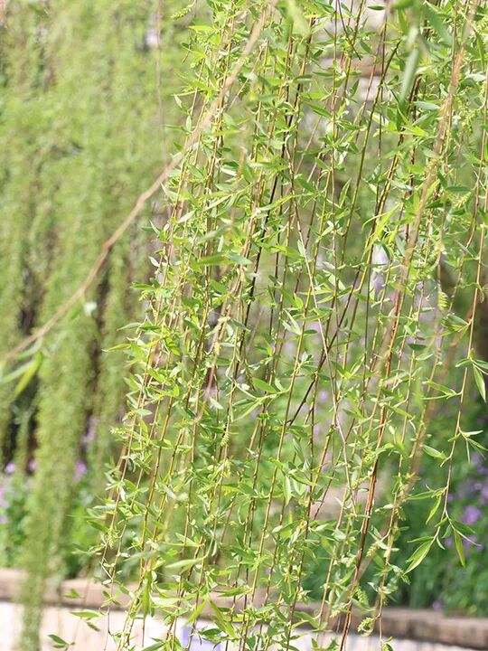 百布堂·小滿(mǎn)