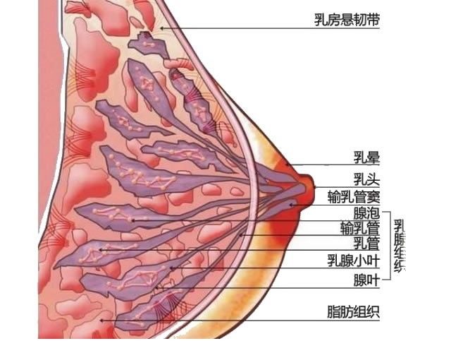 胸部护理知识、手法和话术！