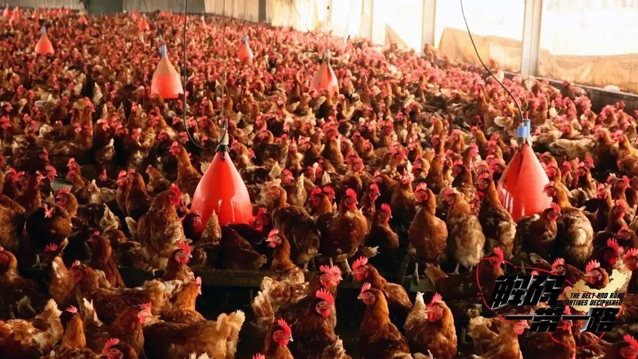 在非洲养鸡种草莓是什么样的体验?