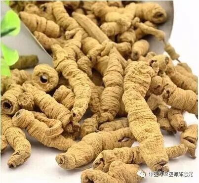 适合煲汤用的补肾药材介绍