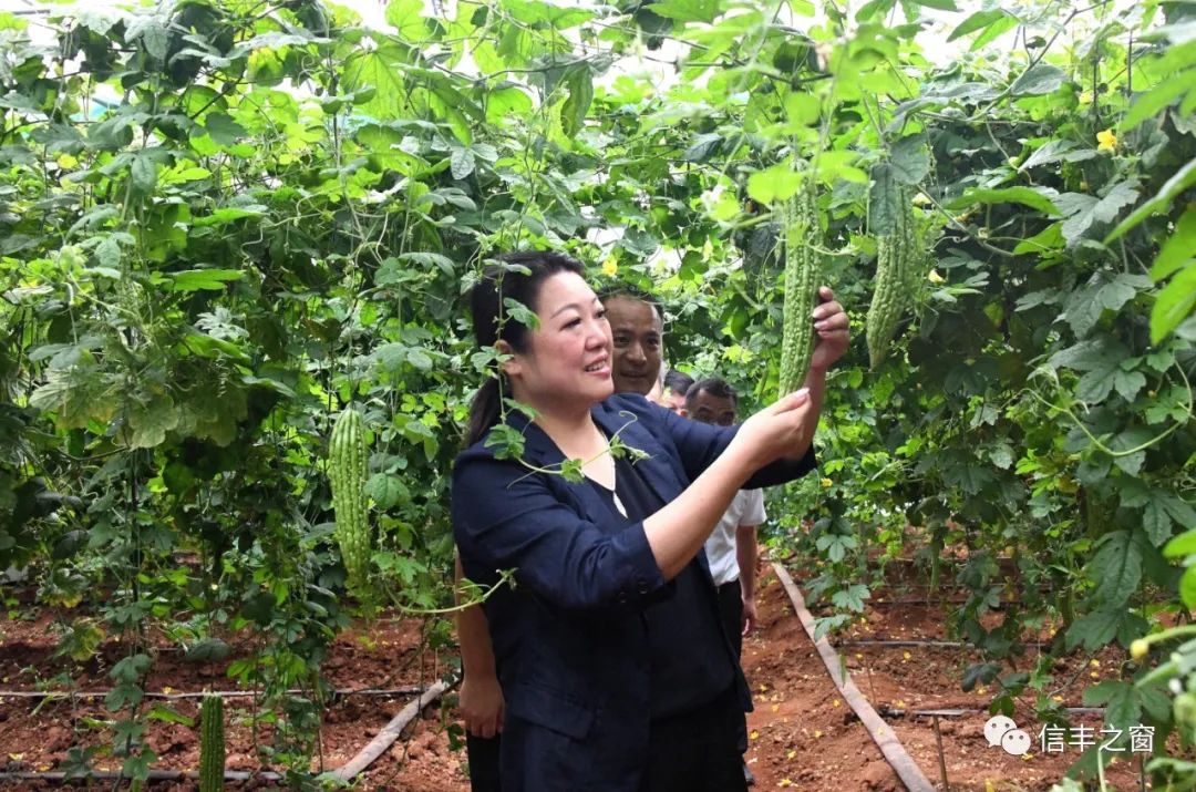 张琳调研指导农业产业发展工作 | 信丰县信息公开