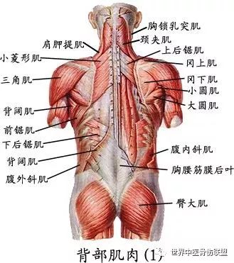 解剖 背肌浅群 世界中医骨伤联盟 微信公众号文章阅读 Wemp