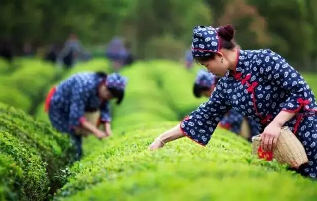 客家人的食茶礼仪：酒满敬人，茶满欺人！