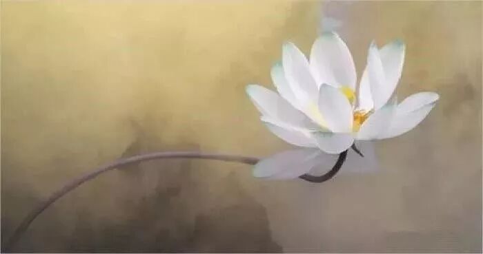 請 渡我為蓮 經典語錄 微文庫