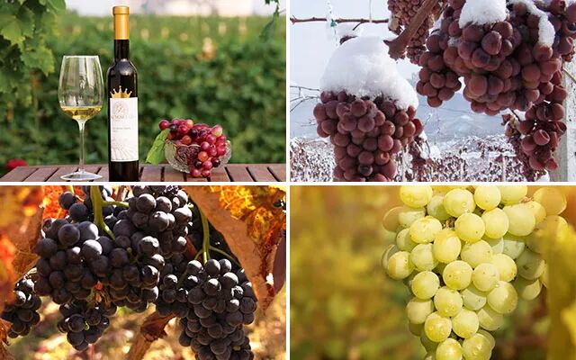 红酒的十大好处，我相信很多人不知道