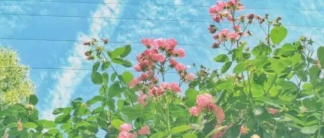 十二星座吃苦耐劳排行榜，双鱼看似柔弱，其实能吃苦，你呢？