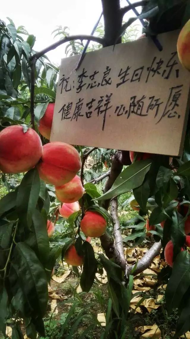 桃树树牌内容图片