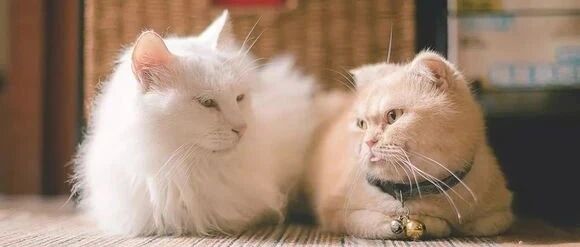 多囊卵巢综合症高雄激素到底是哪里来的？